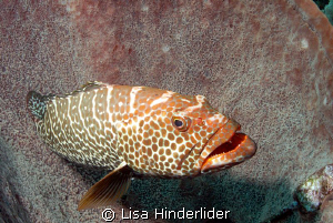 I like how this grouper just lays inside the barrel spong... by Lisa Hinderlider 